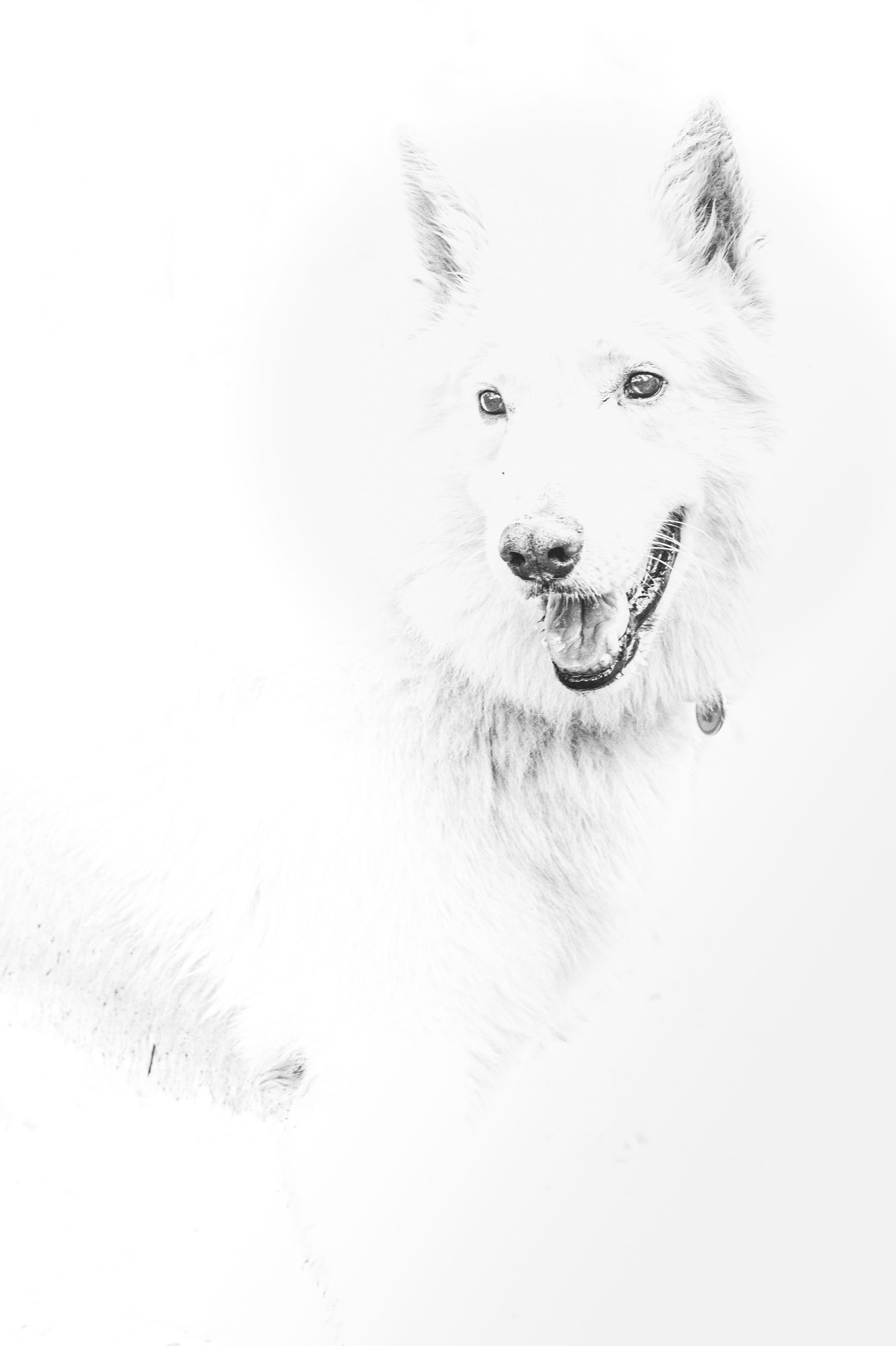 Portrait lumineux d’un chien